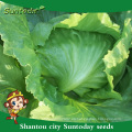 Suntoday high times seeds for sale vegetal F1 Semillas de lechuga ecológica iceberg semilla f1 germinación de la sembradora (32002-2)